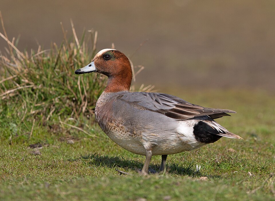 Fayl:Eurasian Wigeon - male.jpg