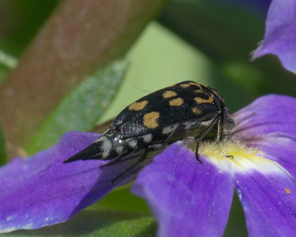 Fayl:Hoshihananomia octopunctata P1090078a.jpg