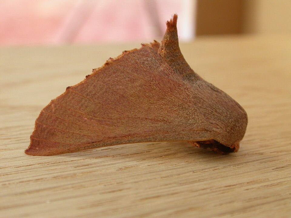 Fayl:Monoctenia smerintharia.jpg