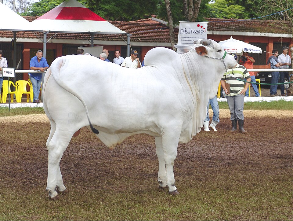 Fayl:Touro Nelore REFON.jpg