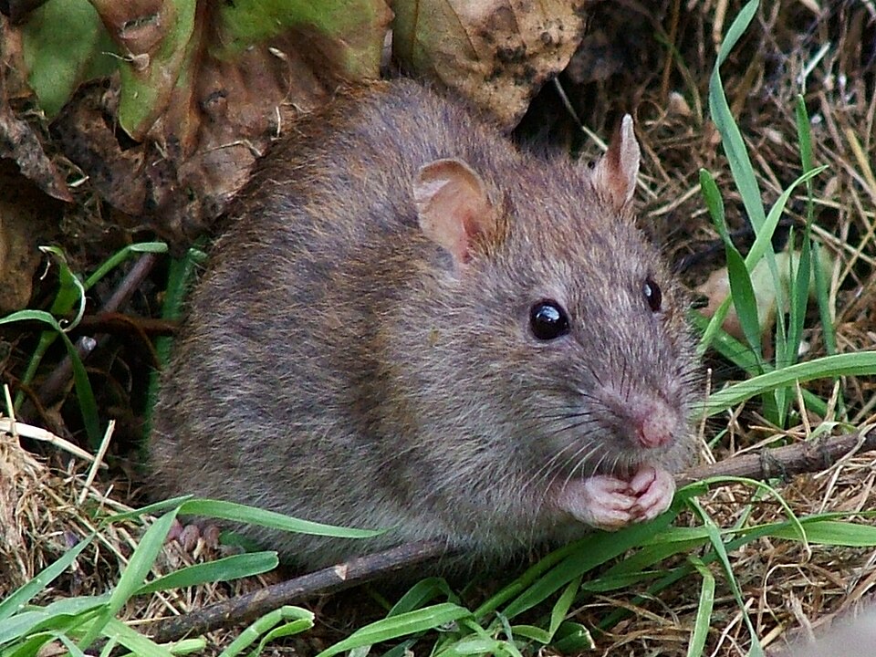 Fayl:WildRat.jpg