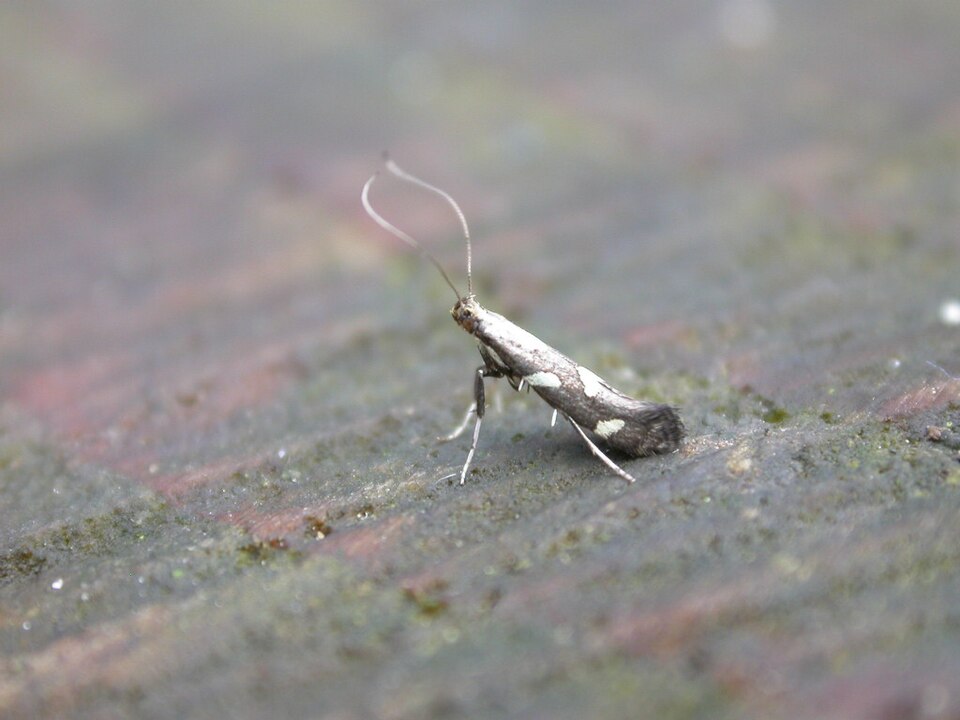 Fayl:Calybites phasianipennella.jpg