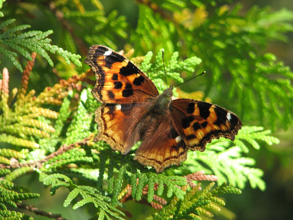 Fayl:Compton Tortoiseshell.jpg