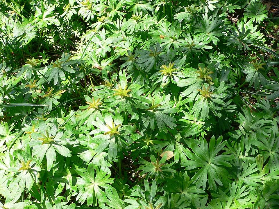 Fayl:Eranthis hyemalis.jpg