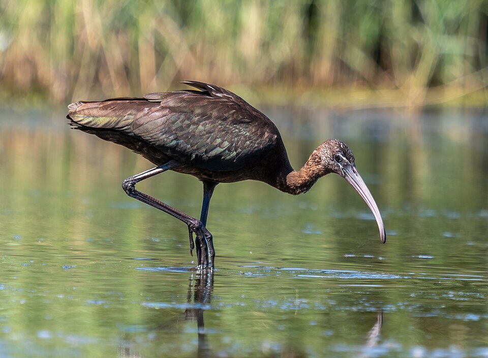 Fayl:Glossy ibis (32982).jpg