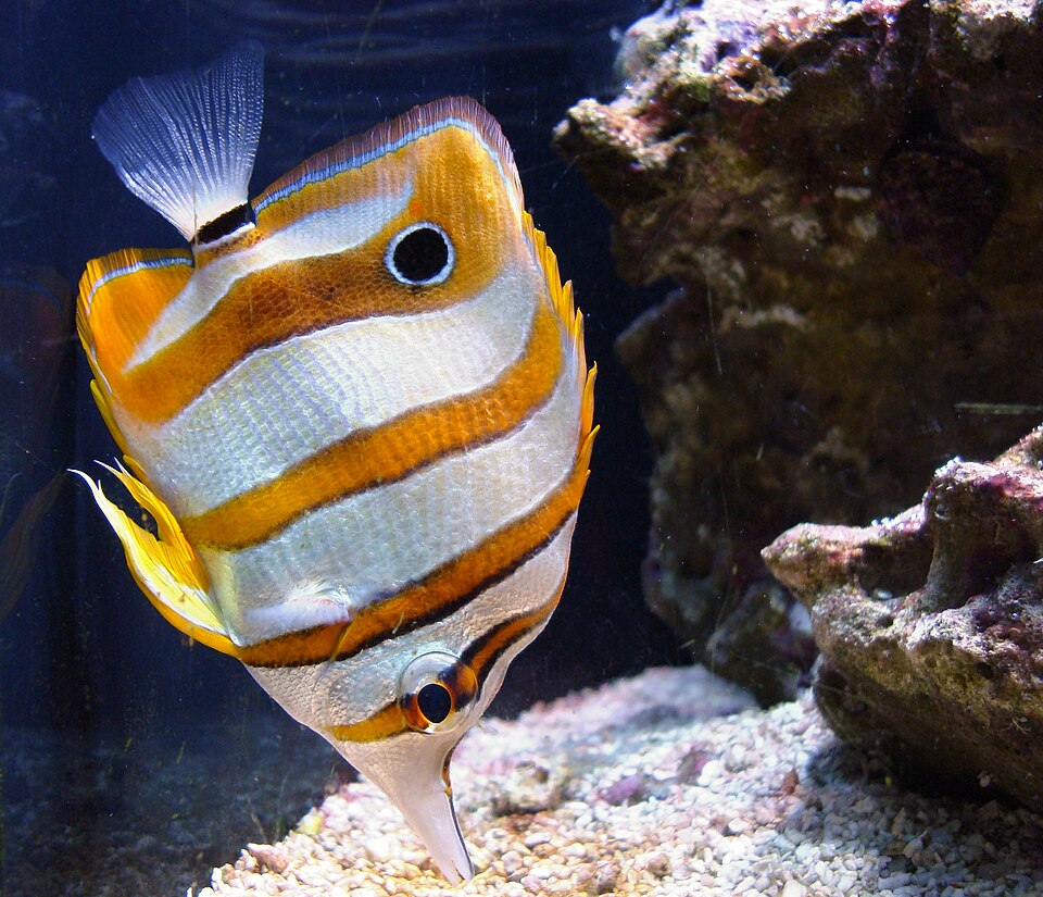 Fayl:Seattle Aquarium, 1.JPG