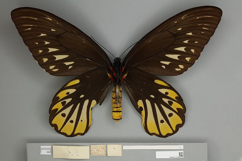 Fayl:013602433 Ornithoptera alexandrae ventral female.jpg