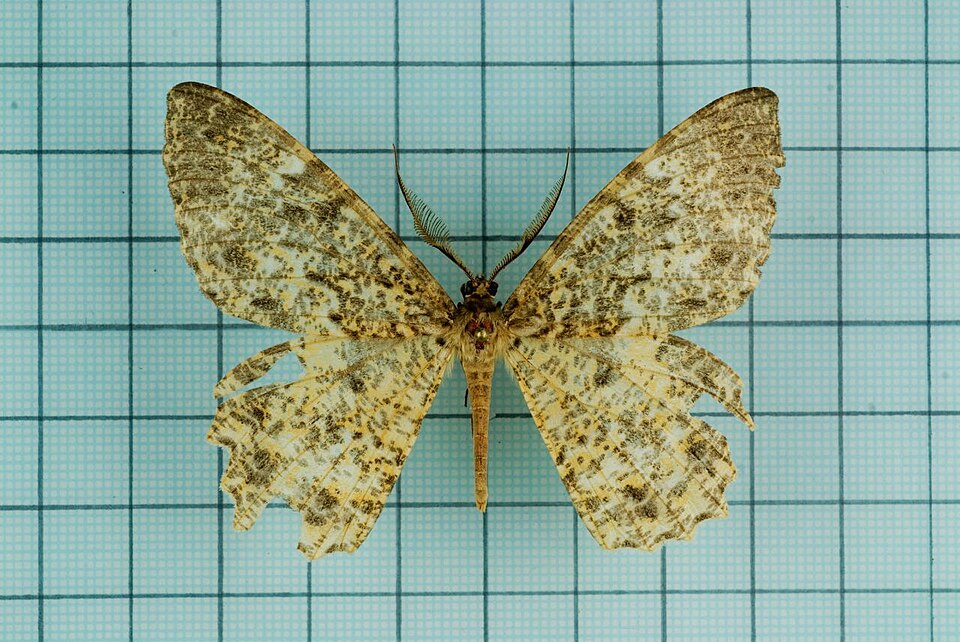 Fayl:Amblychia moltrechti.jpg