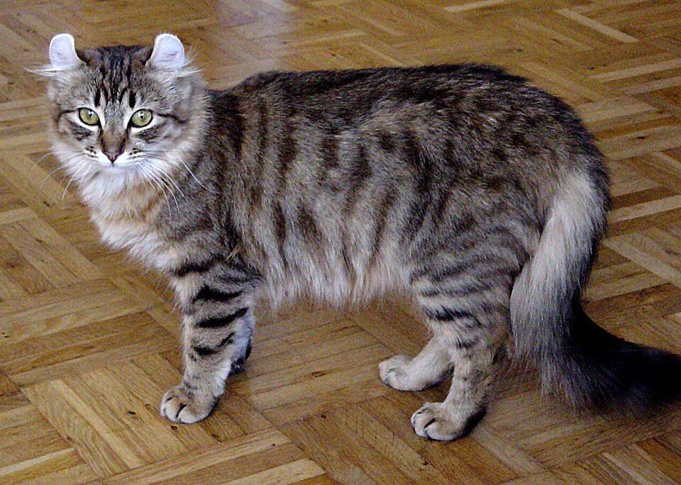 Fayl:American curl 2.jpg