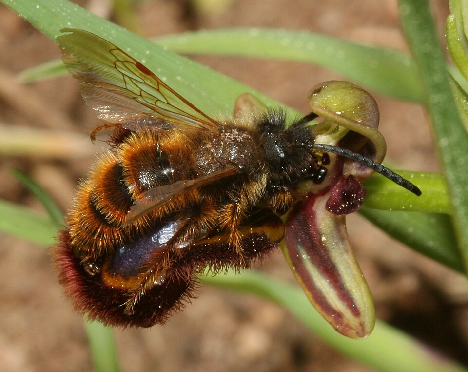 Fayl:Dasyscolia ciliata.jpg