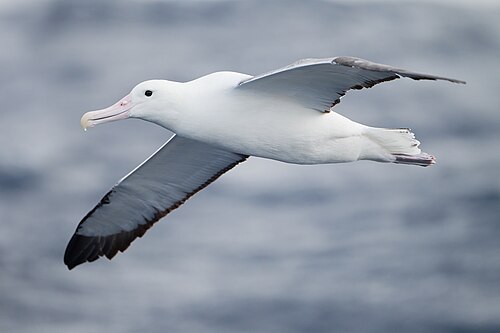 Albatroslar