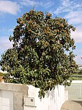 Loquat (Eriobotrya japonica), odatda kuzda gullaydigan mevali daraxt