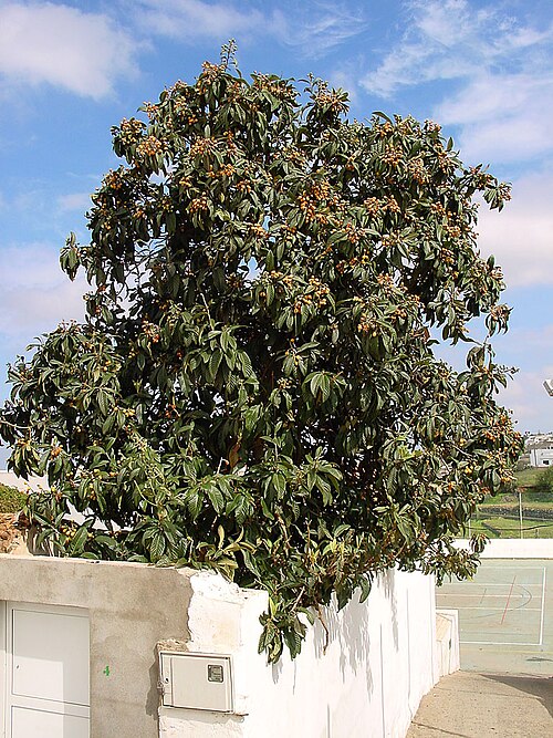 Fayl:Eriobotrya japonica B.jpg