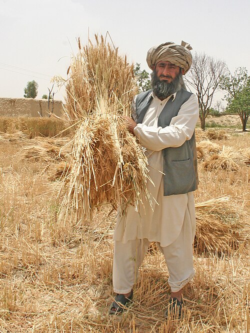 Fayl:Farmer in Pakistan.jpg
