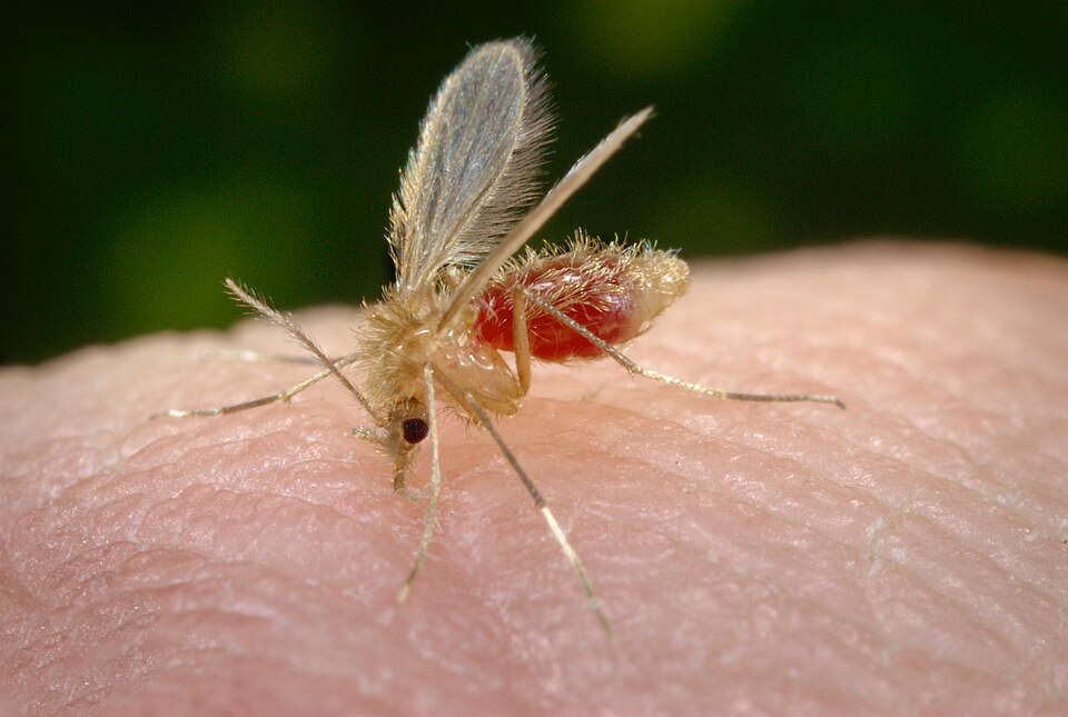 Fayl:Phlebotomus pappatasi bloodmeal begin.jpg