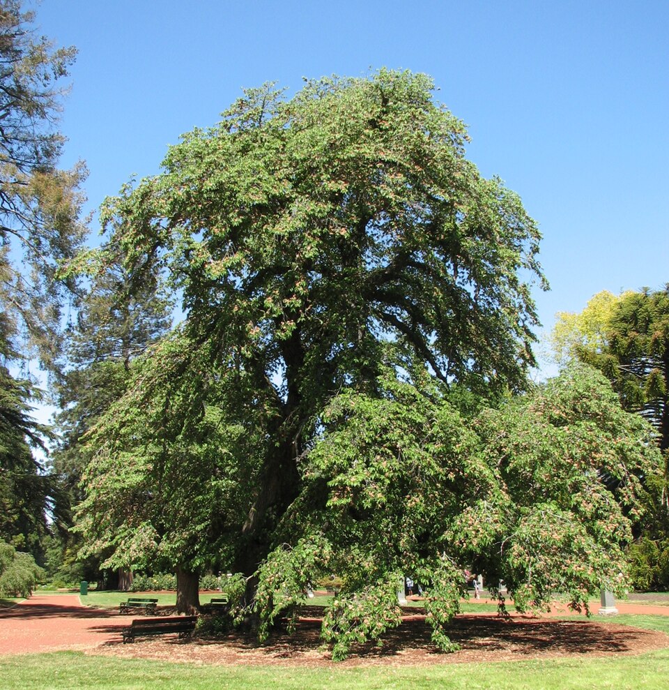Fayl:Ulmus glabra horizontalis.jpg