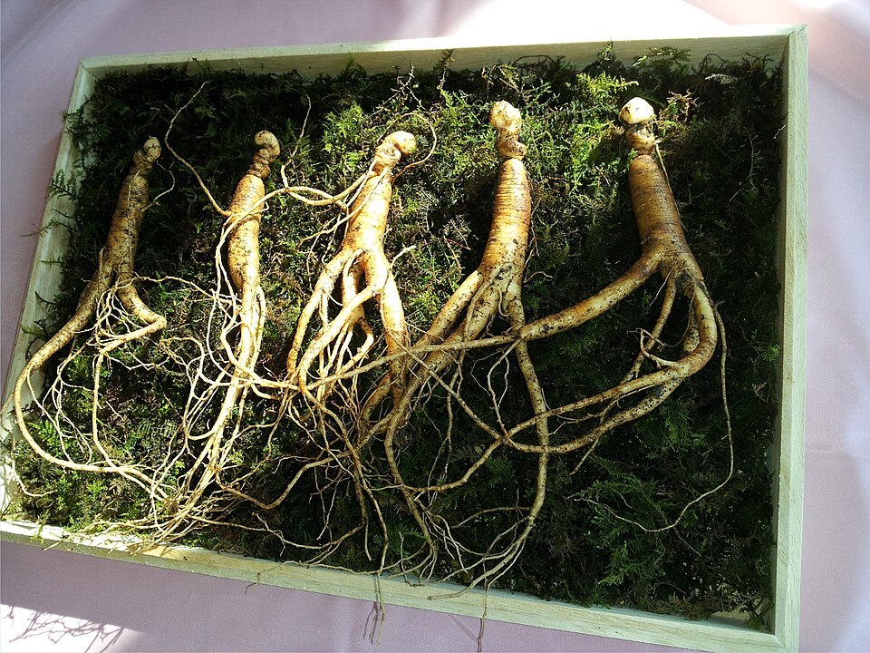 Fayl:Wild ginseng.jpg