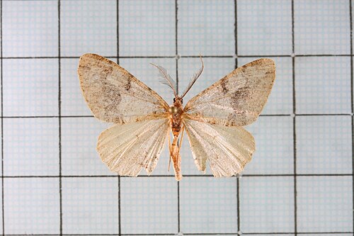 Alcis pallens