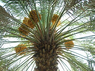 Xurmo palmasi, Madina