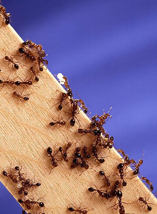 Fayl:Fire ants02.jpg