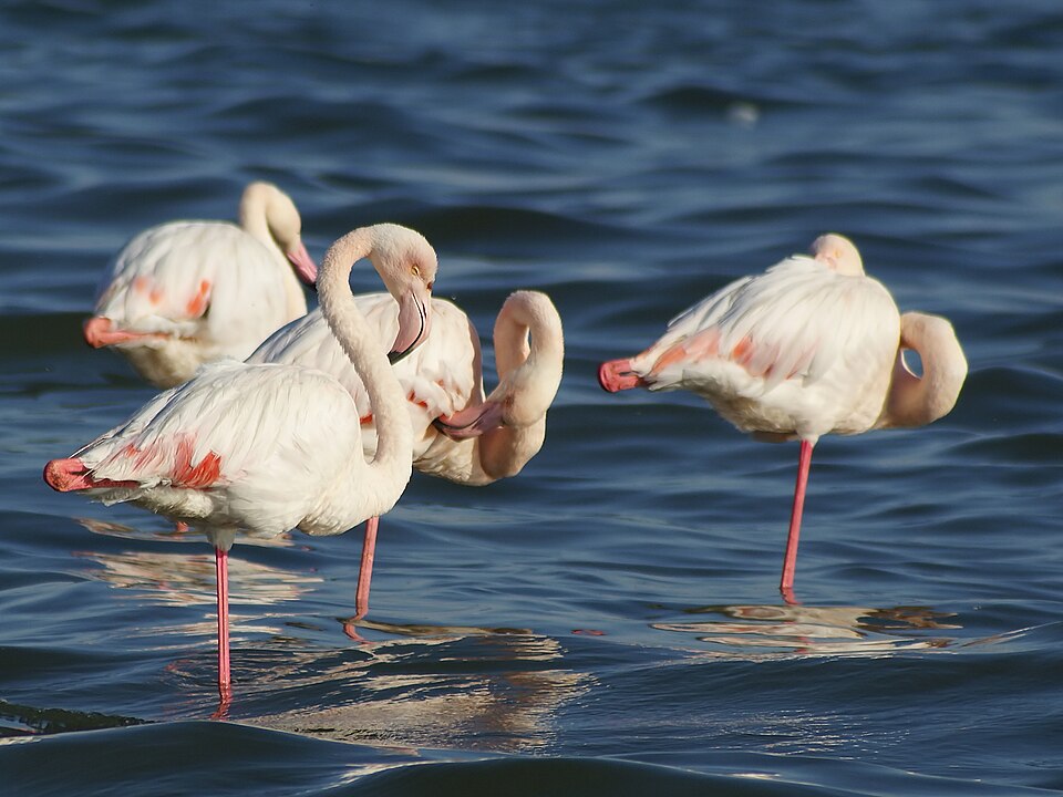Fayl:Phoenicopterus roseus (Walvis Bay).jpg