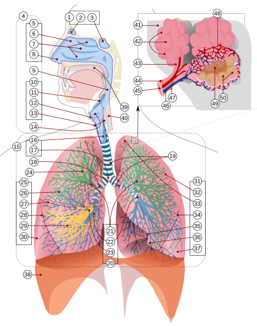 Fayl:Respiratory system complete numbered.svg