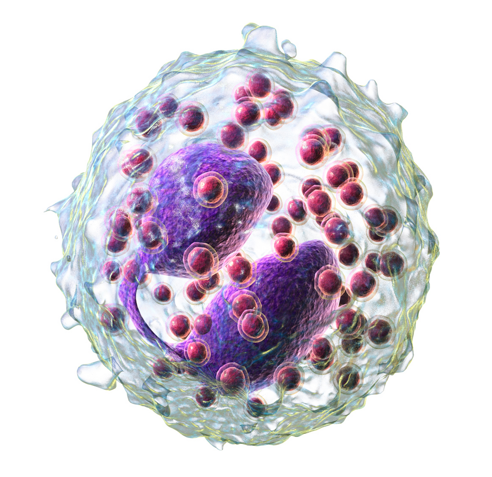 Fayl:Blausen 0352 Eosinophil (crop).png