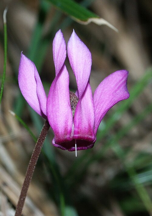Fayl:Cyclamen purpurascens 280803.jpg