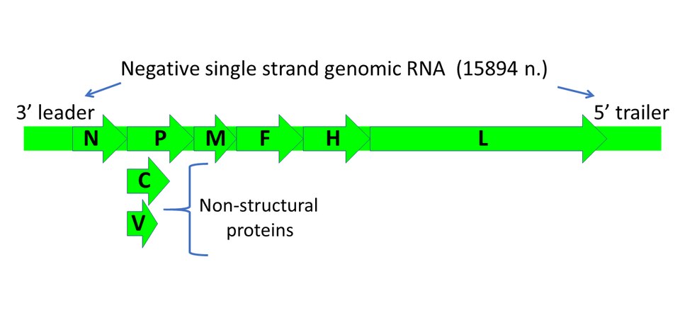 Fayl:MV genome.tif