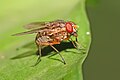 Mydaeinae sp.