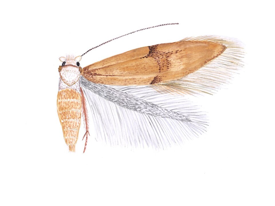 Fayl:Opostega-spatulella-MK.jpg