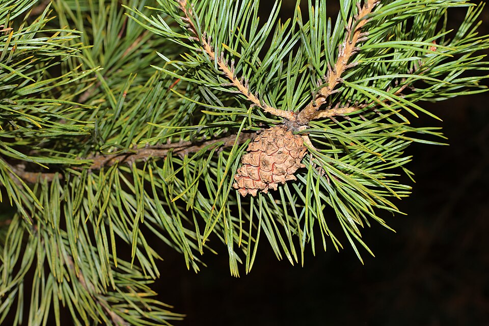 Fayl:Pinus sylvestris 2020 G2.jpg