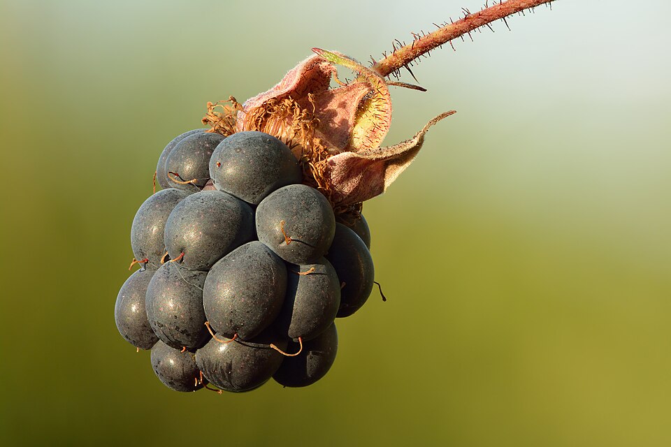 Fayl:Rubus caesius fruit - Keila.jpg