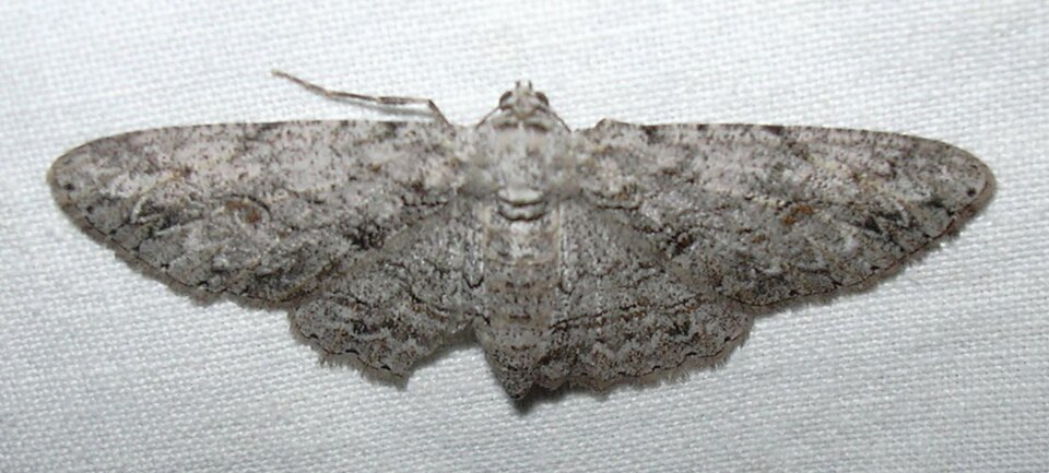 Fayl:Starr 030626 0053 anacamptodes fragilaria.jpg