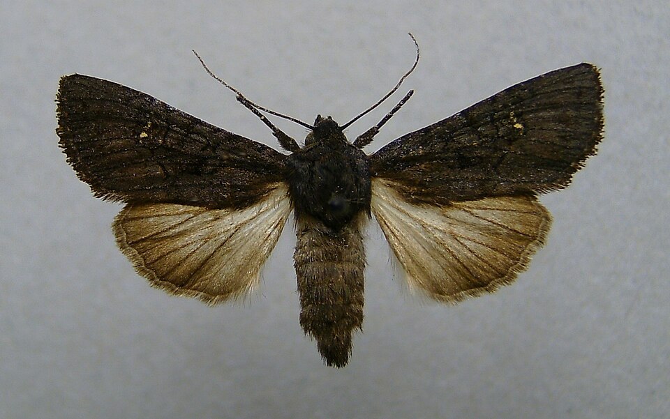 Fayl:Aporophyla nigra.jpg