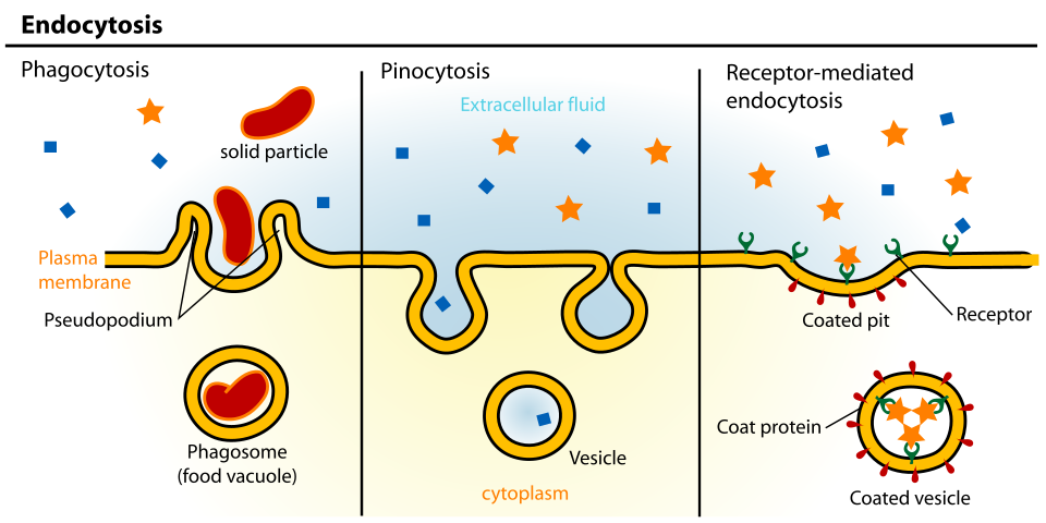 Fayl:Endocytosis types.svg