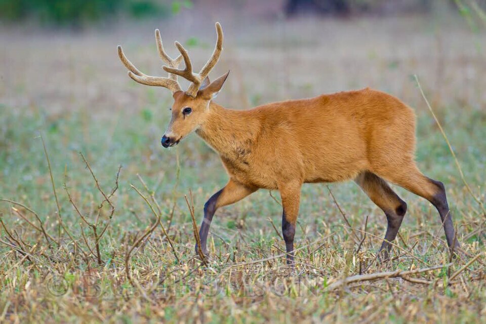 Fayl:Marsh deer Pantanal Brazil 2.jpg