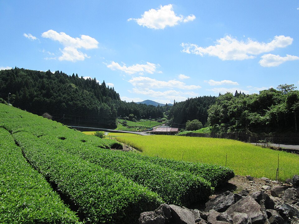 Fayl:Shirakawa hirono tea farm.jpg