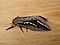Hepialidae