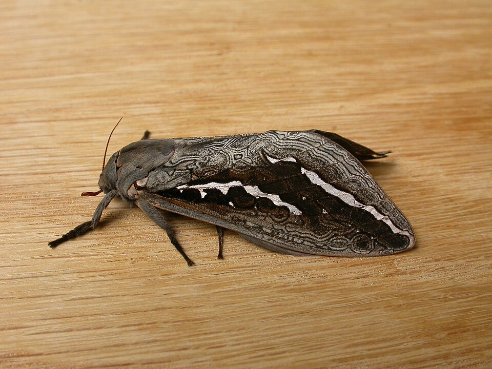 Fayl:Trictena atripalpis.jpg