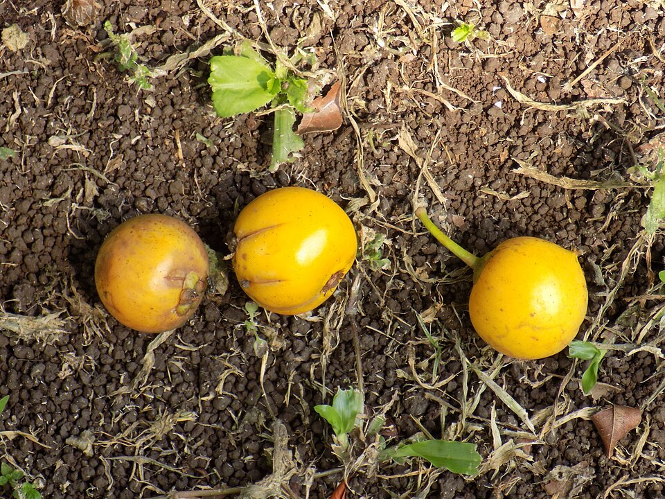 Fayl:Garcinia Kola Fruits mûrs.jpg