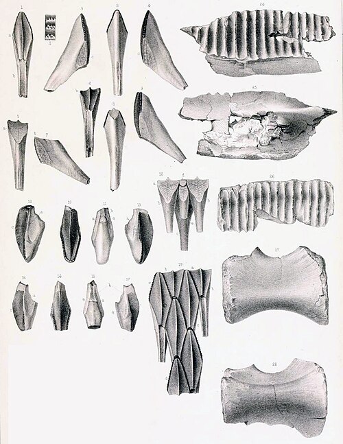 Fayl:Hadrosaurus lithograph.jpg