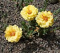 Portulaca grandiflora ikki gulli nav