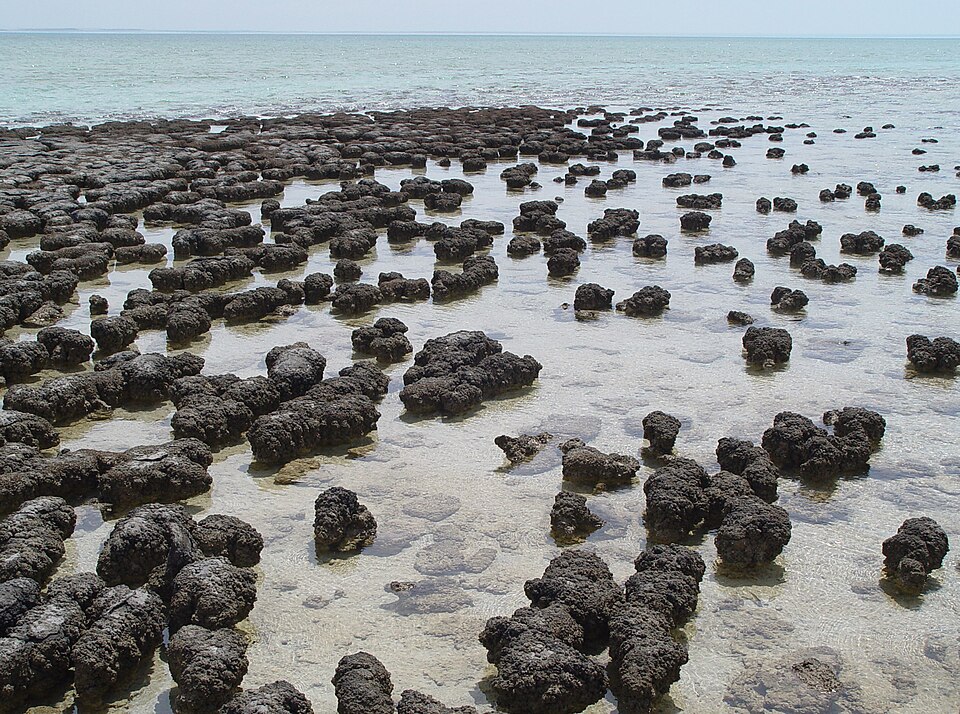 Fayl:Stromatolites in Sharkbay.jpg