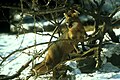 05:52, 2004-yil 12-sentyabr dagi versiya uchun tasvir