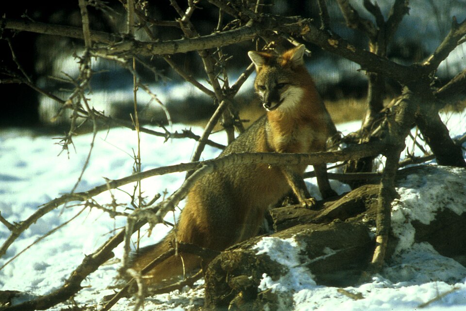 Fayl:Urocyon cinereoargenteus in brushwood.jpg