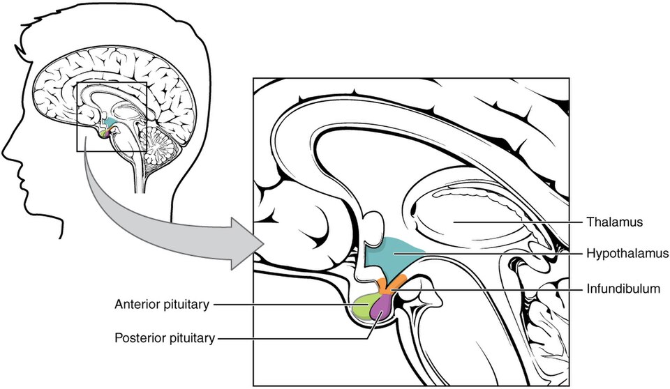 Fayl:1806 The Hypothalamus-Pituitary Complex.jpg