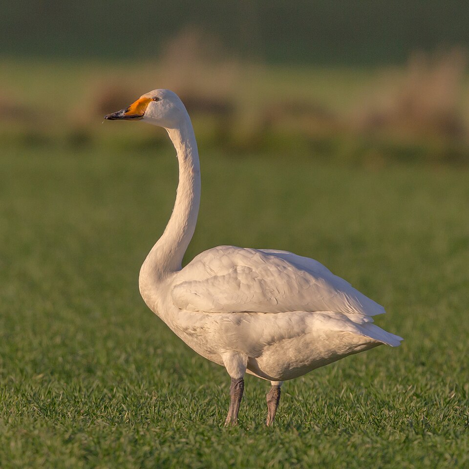 Fayl:Cygnus cygnus Singschwan.jpg