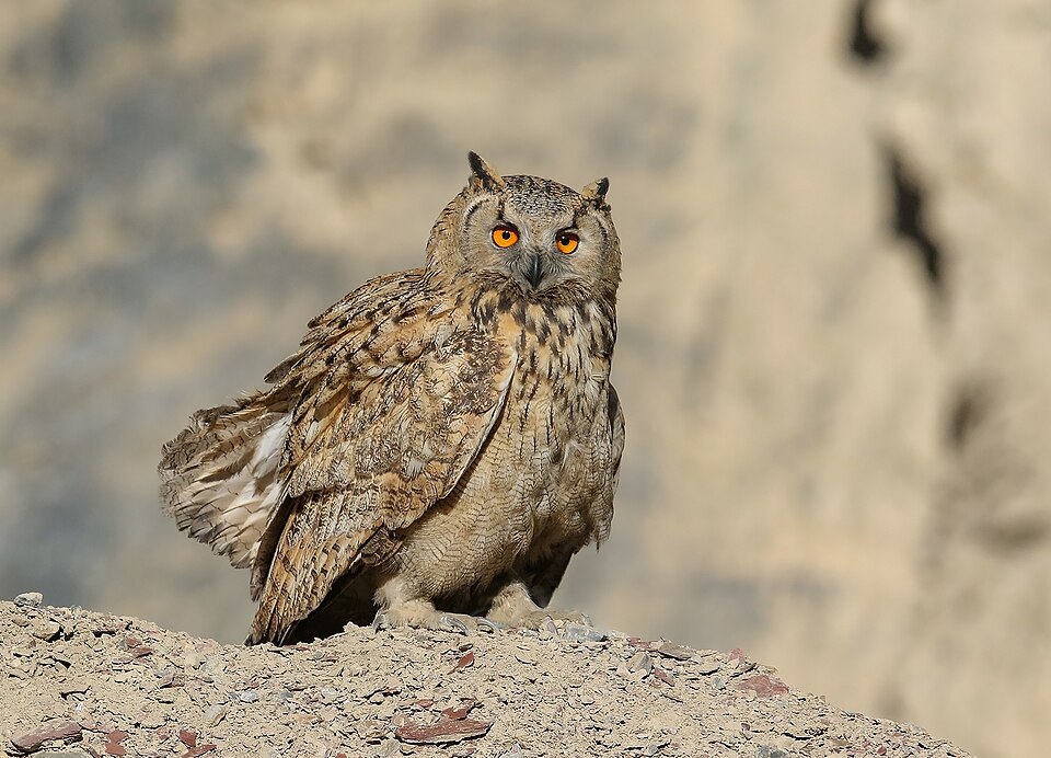 Fayl:Eurasian Eagle-owl (Bubo bubo) (50024089456).jpg
