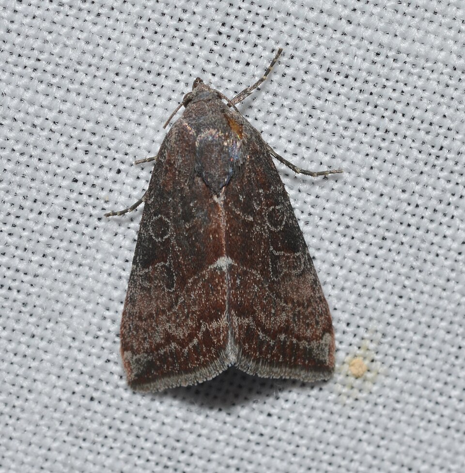 Fayl:Galgula partita – Wedgling Moth.jpg